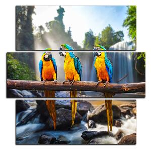 Obraz na plátne - Modro žlté Macaw - štvorec 3232D (75x75 cm)