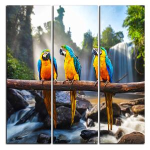 Obraz na plátne - Modro žlté Macaw - štvorec 3232B (75x75 cm)