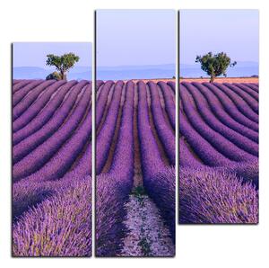 Obraz na plátne - Levanduľové pole v lete - štvorec 3234D (75x75 cm)