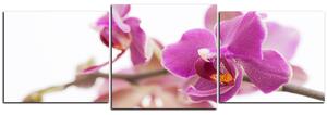 Obraz na plátne - Orchidea kvet izolovaná na bielom pozadí - panoráma 5222D (90x30 cm)