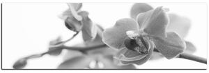 Obraz na plátne - Orchidea kvet izolovaná na bielom pozadí - panoráma 5222QA (105x35 cm)