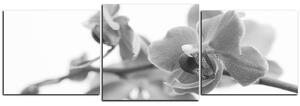 Obraz na plátne - Orchidea kvet izolovaná na bielom pozadí - panoráma 5222QD (120x40 cm)