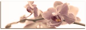 Obraz na plátne - Orchidea kvet izolovaná na bielom pozadí - panoráma 5222FA (105x35 cm)