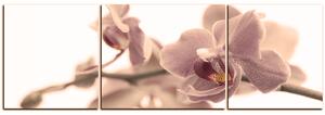 Obraz na plátne - Orchidea kvet izolovaná na bielom pozadí - panoráma 5222FC (150x50 cm)