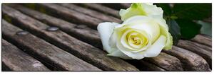 Obraz na plátne - Biela ruža na lavici - panoráma 5224A (105x35 cm)