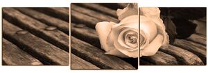 Obraz na plátne - Biela ruža na lavici - panoráma 5224FD (150x50 cm)