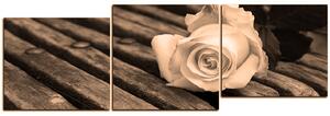 Obraz na plátne - Biela ruža na lavici - panoráma 5224FE (150x50 cm)