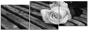 Obraz na plátne - Biela ruža na lavici - panoráma 5224QE (90x30 cm)