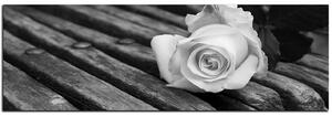 Obraz na plátne - Biela ruža na lavici - panoráma 5224QA (105x35 cm)