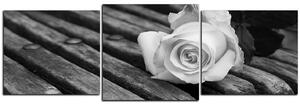 Obraz na plátne - Biela ruža na lavici - panoráma 5224QD (150x50 cm)