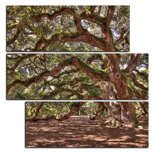 Obraz na plátne - Staroveký živý dub - štvorec 3238D (75x75 cm)