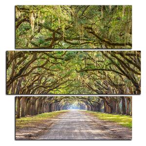 Obraz na plátne - Historické dubové stromy lemované poľnou cestou - štvorec 3239D (75x75 cm)