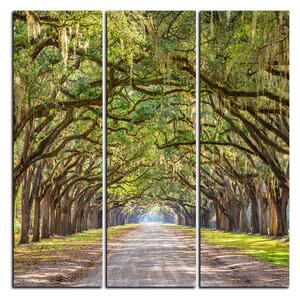 Obraz na plátne - Historické dubové stromy lemované poľnou cestou - štvorec 3239B (75x75 cm)