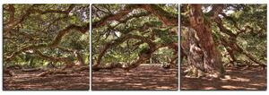 Obraz na plátne - Staroveký živý dub - panoráma 5238B (90x30 cm)