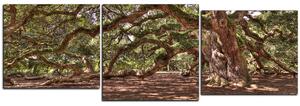 Obraz na plátne - Staroveký živý dub - panoráma 5238E (90x30 cm)
