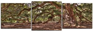 Obraz na plátne - Staroveký živý dub - panoráma 5238D (90x30 cm)