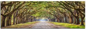 Obraz na plátne - Historické dubové stromy lemované poľnou cestou - panoráma 5239A (105x35 cm)