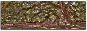 Obraz na plátne - Staroveký živý dub - panoráma 5238A (105x35 cm)