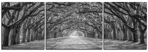Obraz na plátne - Historické dubové stromy lemované poľnou cestou - panoráma 5239QC (150x50 cm)