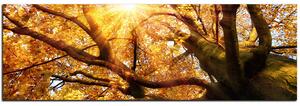 Obraz na plátne - Slnko cez vetvi stromu - panoráma 5240A (105x35 cm)
