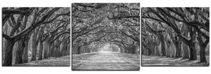 Obraz na plátne - Historické dubové stromy lemované poľnou cestou - panoráma 5239QD (150x50 cm)