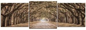 Obraz na plátne - Historické dubové stromy lemované poľnou cestou - panoráma 5239FD (90x30 cm)