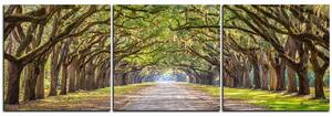 Obraz na plátne - Historické dubové stromy lemované poľnou cestou - panoráma 5239B (90x30 cm)