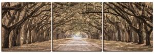 Obraz na plátne - Historické dubové stromy lemované poľnou cestou - panoráma 5239FB (90x30 cm)