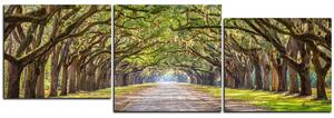 Obraz na plátne - Historické dubové stromy lemované poľnou cestou - panoráma 5239E (150x50 cm)
