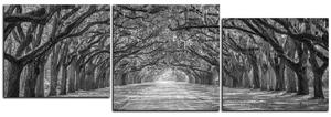 Obraz na plátne - Historické dubové stromy lemované poľnou cestou - panoráma 5239QE (150x50 cm)