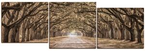 Obraz na plátne - Historické dubové stromy lemované poľnou cestou - panoráma 5239FE (90x30 cm)