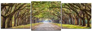 Obraz na plátne - Historické dubové stromy lemované poľnou cestou - panoráma 5239D (150x50 cm)