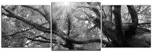 Obraz na plátne - Slnko cez vetvi stromu - panoráma 5240QD (90x30 cm)