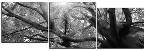Obraz na plátne - Slnko cez vetvi stromu - panoráma 5240QE (90x30 cm)