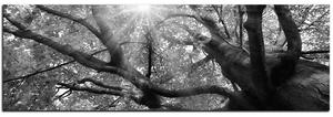 Obraz na plátne - Slnko cez vetvi stromu - panoráma 5240QA (105x35 cm)
