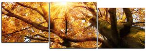 Obraz na plátne - Slnko cez vetvi stromu - panoráma 5240E (150x50 cm)