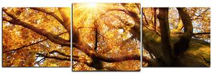Obraz na plátne - Slnko cez vetvi stromu - panoráma 5240D (90x30 cm)