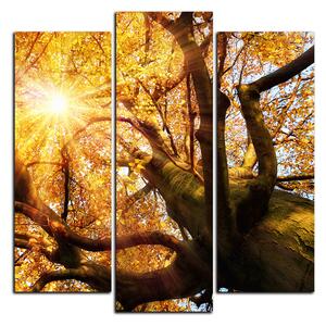 Obraz na plátne - Slnko cez vetvi stromu - štvorec 3240C (75x75 cm)