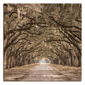 Obraz na plátne - Historické dubové stromy lemované poľnou cestou - štvorec 3239FA (50x50 cm)