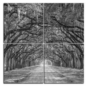 Obraz na plátne - Historické dubové stromy lemované poľnou cestou - štvorec 3239QE (60x60 cm)