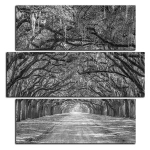 Obraz na plátne - Historické dubové stromy lemované poľnou cestou - štvorec 3239QD (75x75 cm)