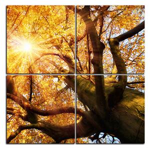 Obraz na plátne - Slnko cez vetvi stromu - štvorec 3240E (60x60 cm)