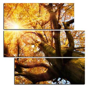Obraz na plátne - Slnko cez vetvi stromu - štvorec 3240D (75x75 cm)