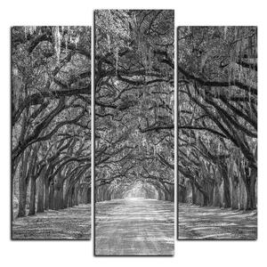 Obraz na plátne - Historické dubové stromy lemované poľnou cestou - štvorec 3239QC (75x75 cm)