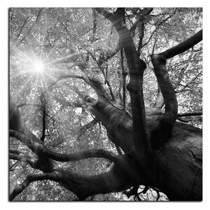 Obraz na plátne - Slnko cez vetvi stromu - štvorec 3240QA (50x50 cm)