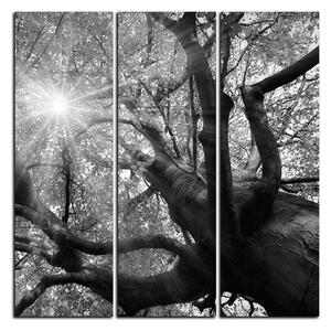 Obraz na plátne - Slnko cez vetvi stromu - štvorec 3240QB (75x75 cm)