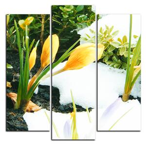 Obraz na plátne - Skoré jarné kvetiny - štvorec 3242C (75x75 cm)