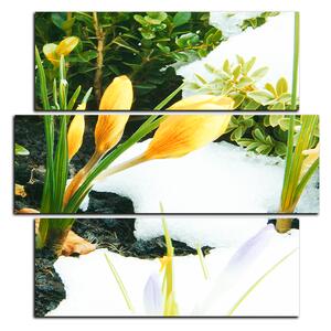 Obraz na plátne - Skoré jarné kvetiny - štvorec 3242D (75x75 cm)