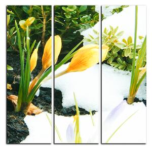 Obraz na plátne - Skoré jarné kvetiny - štvorec 3242B (75x75 cm)