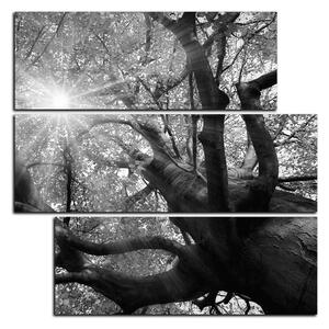 Obraz na plátne - Slnko cez vetvi stromu - štvorec 3240QD (75x75 cm)